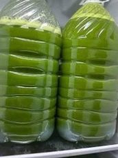Homemade Fresh Green Juice