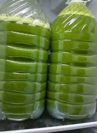 Homemade Fresh Green Juice